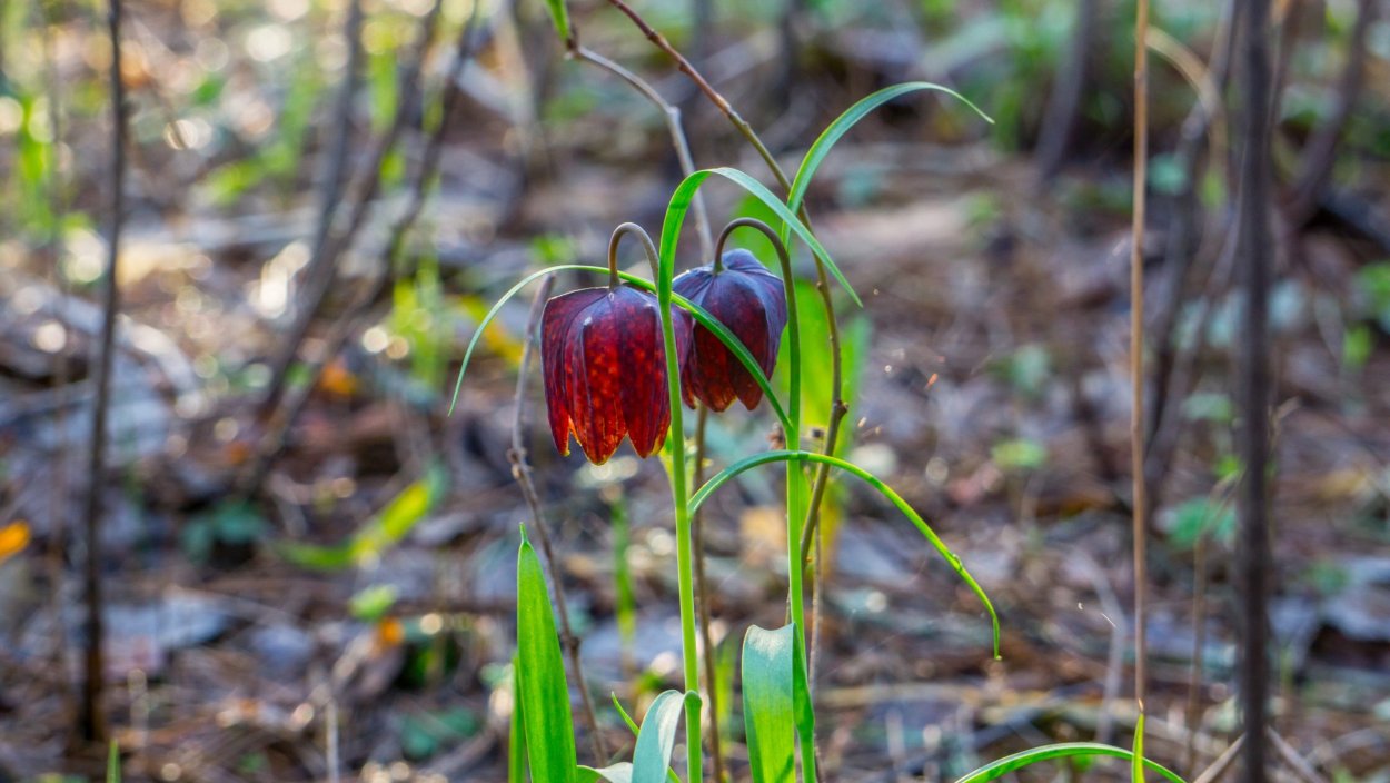 Саррацения на болоте
