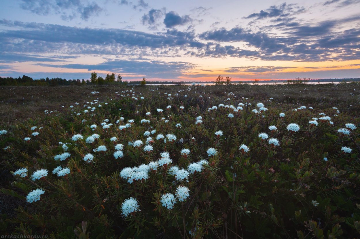 Кувшинка Болотная