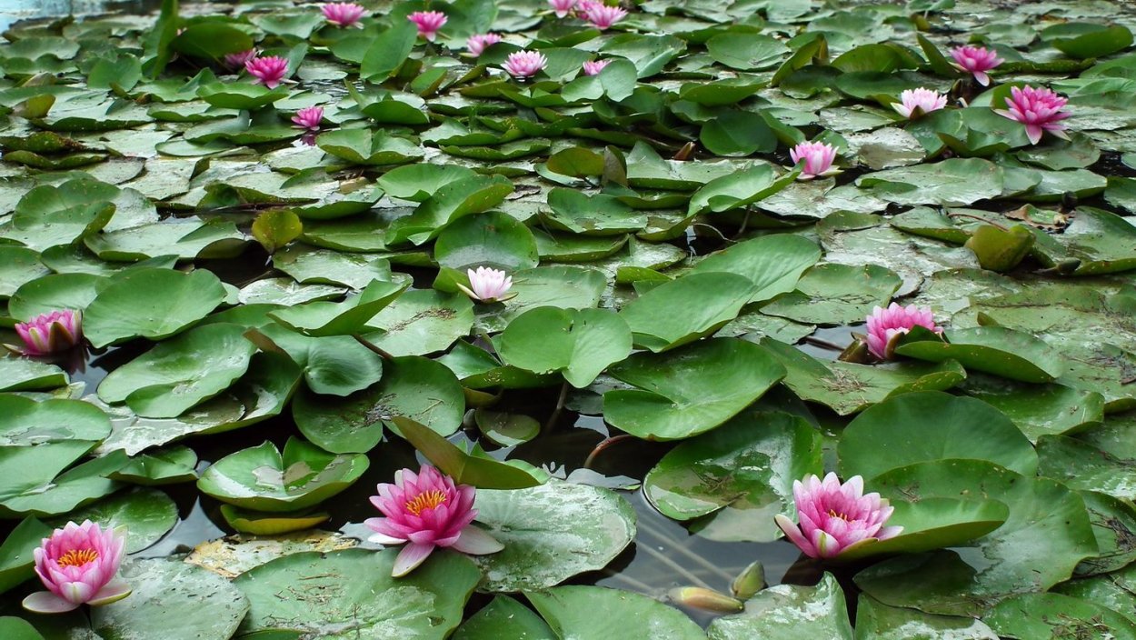 Калужница Болотная на болоте