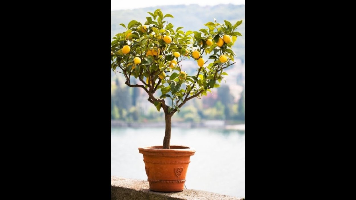 Лимонное дерево бонсай семена
