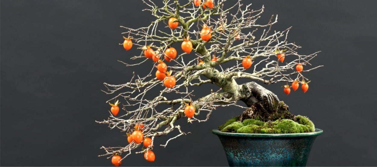 Бонсай айва
