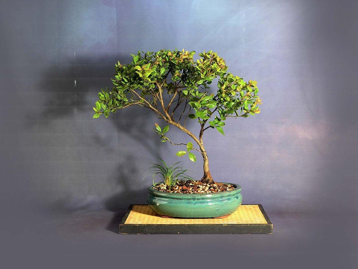 Бонсай дерево цитрусовые