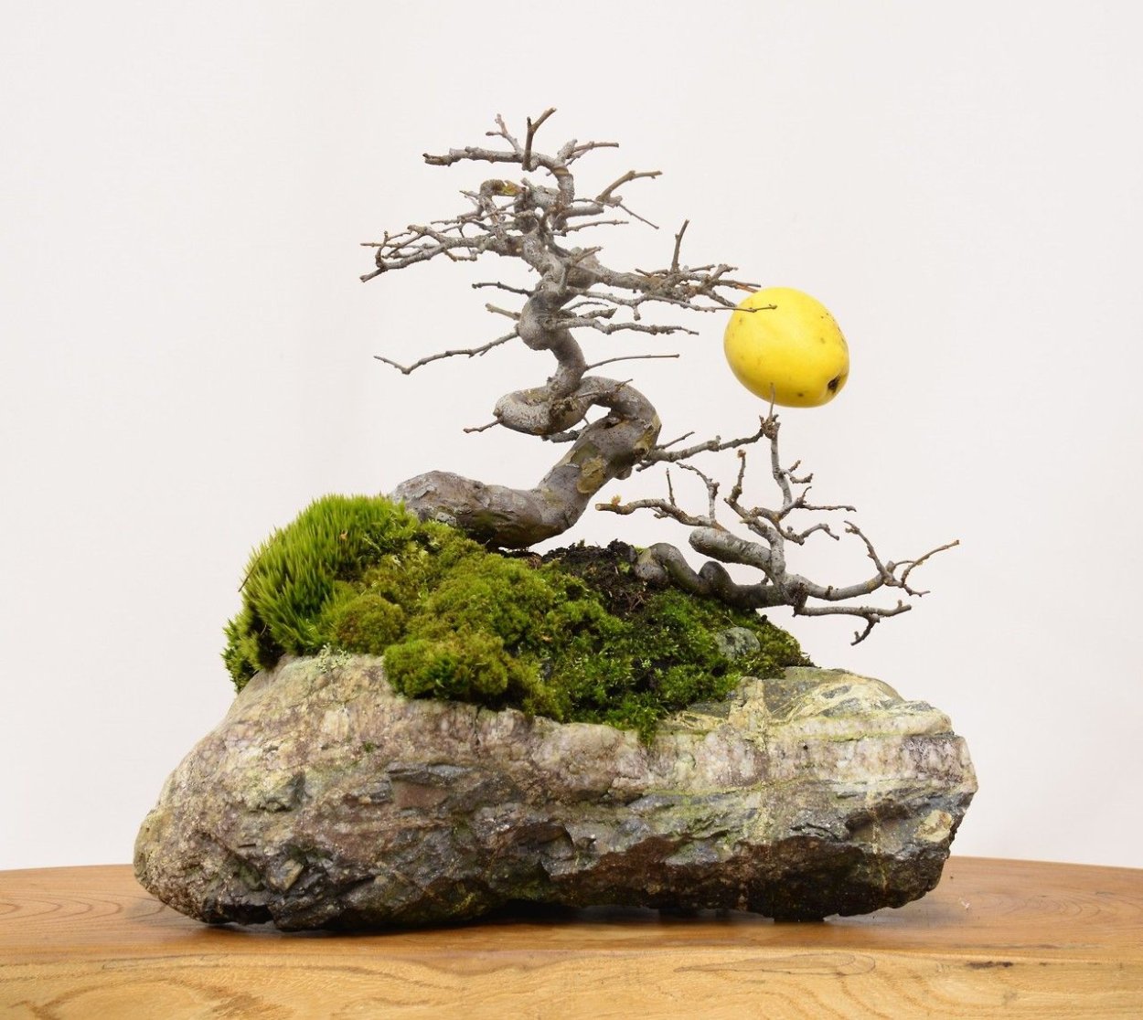 Бонсай мандариновое дерево