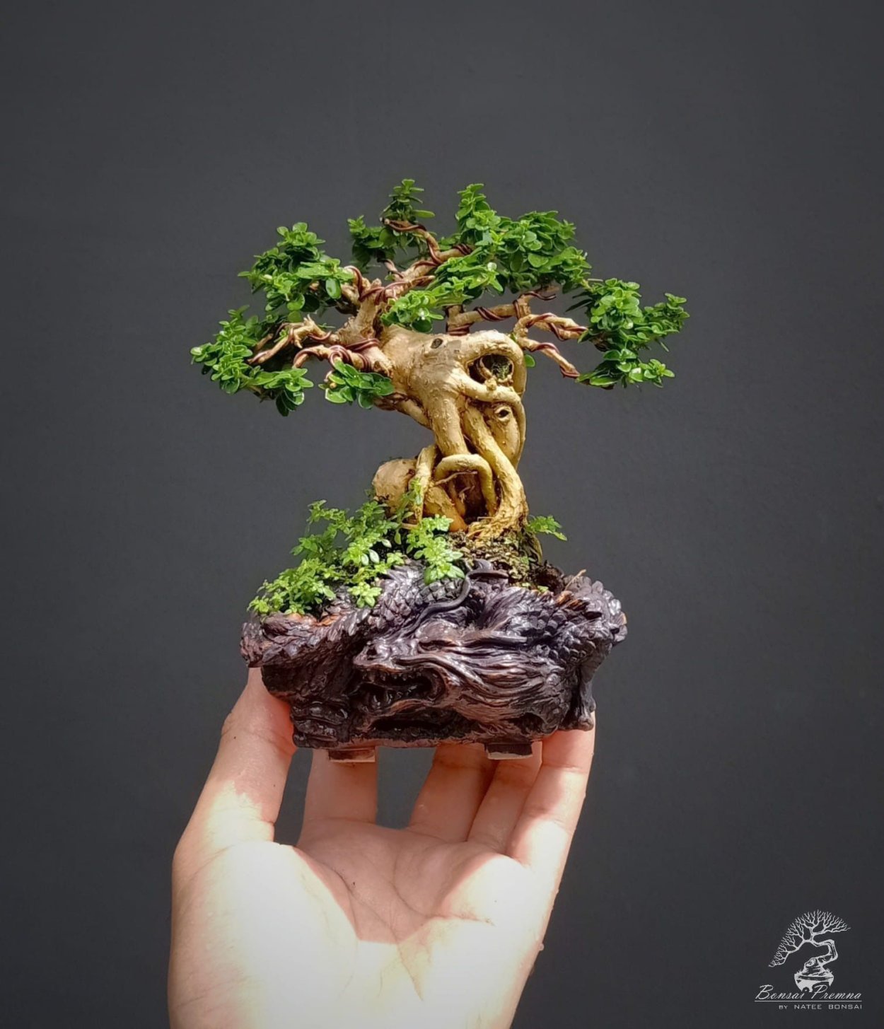 Бонсай цитрус каламондин