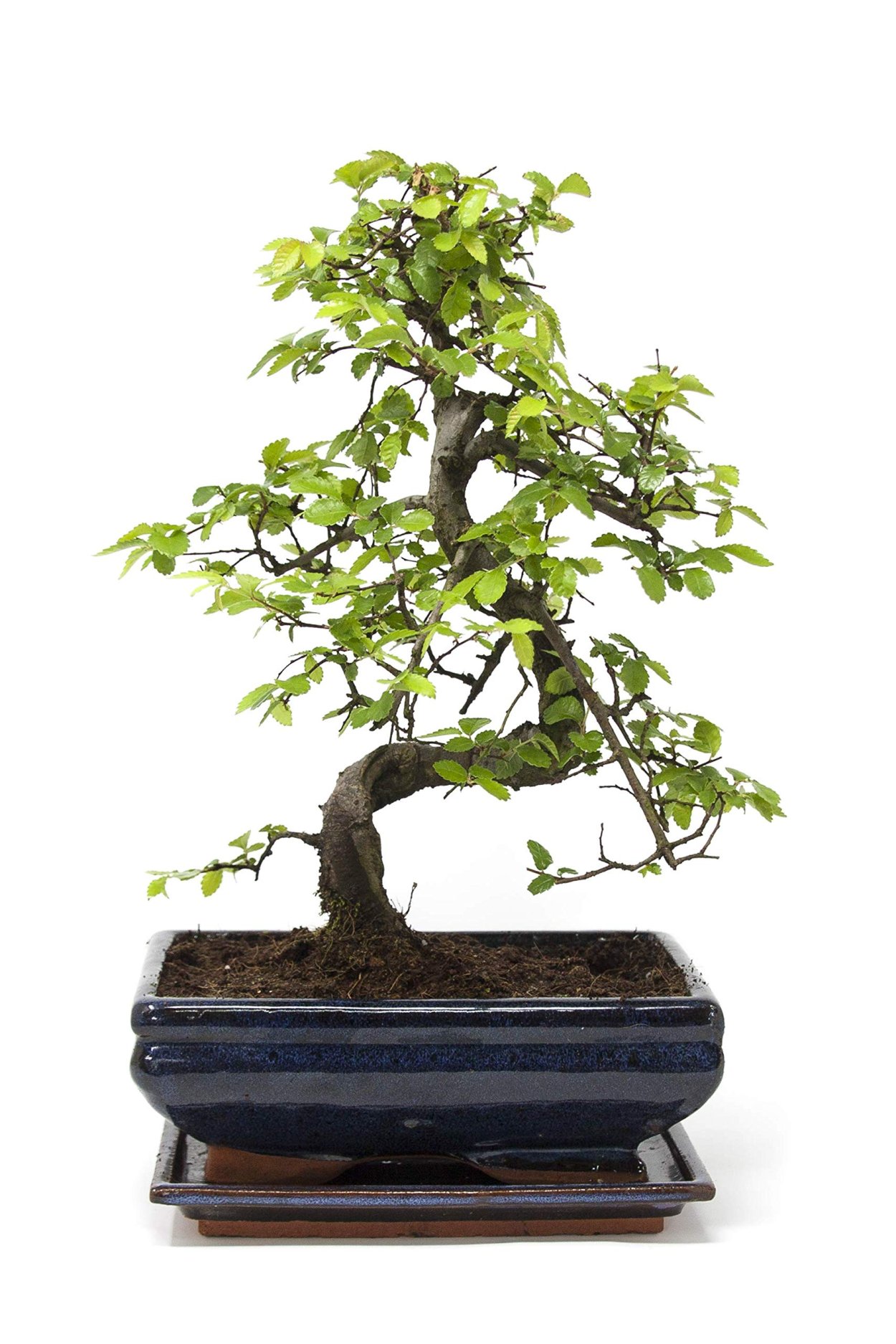 Лимонное дерево из косточки