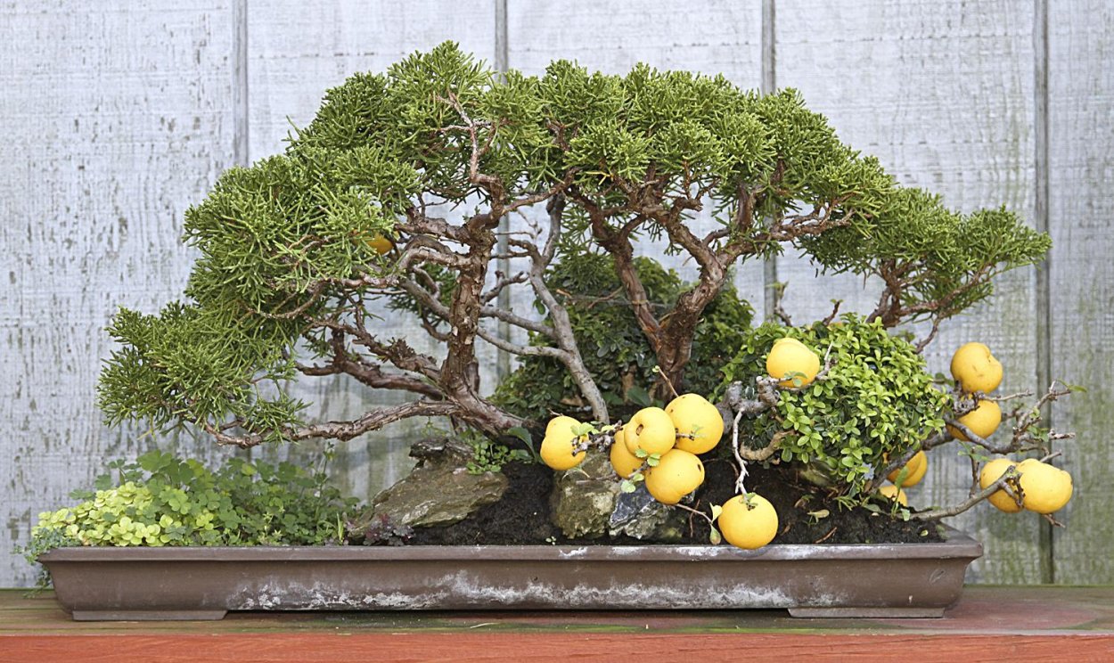 Лимонное дерево в интерьере