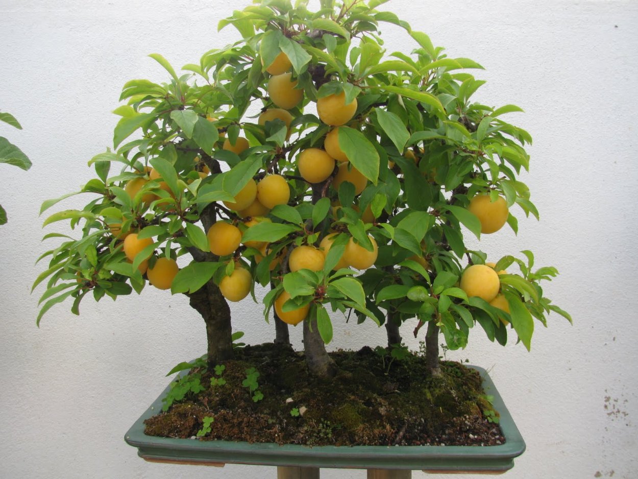 Бонсай из авокадо