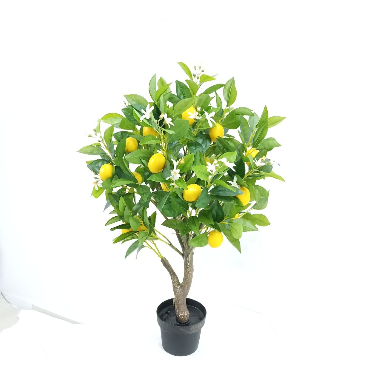 Карликовое лимонное дерево