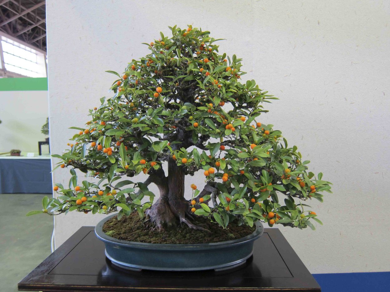 Бонсай лимон