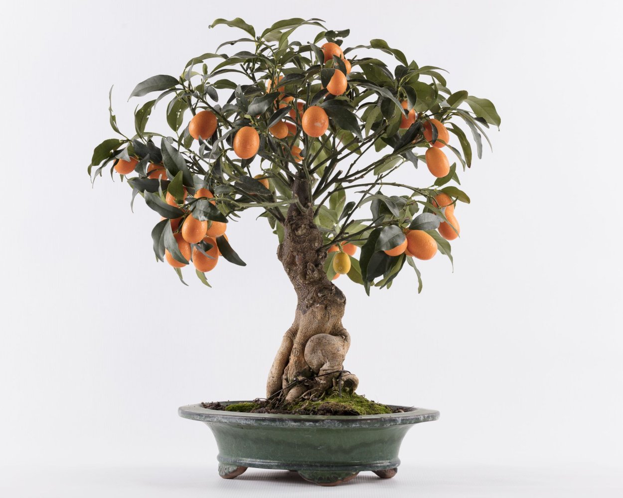 Бонсай дерево хурма