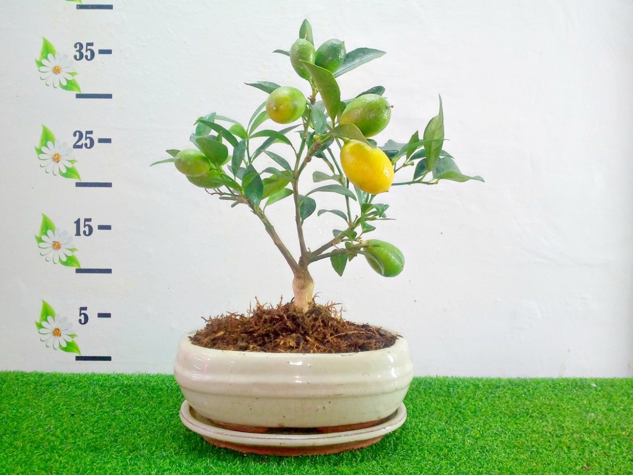 Бонсай лимон с плодами
