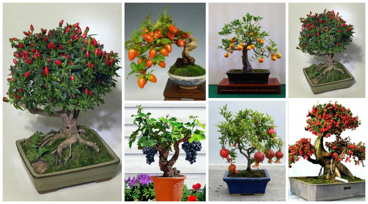 Олива бонсай в сад