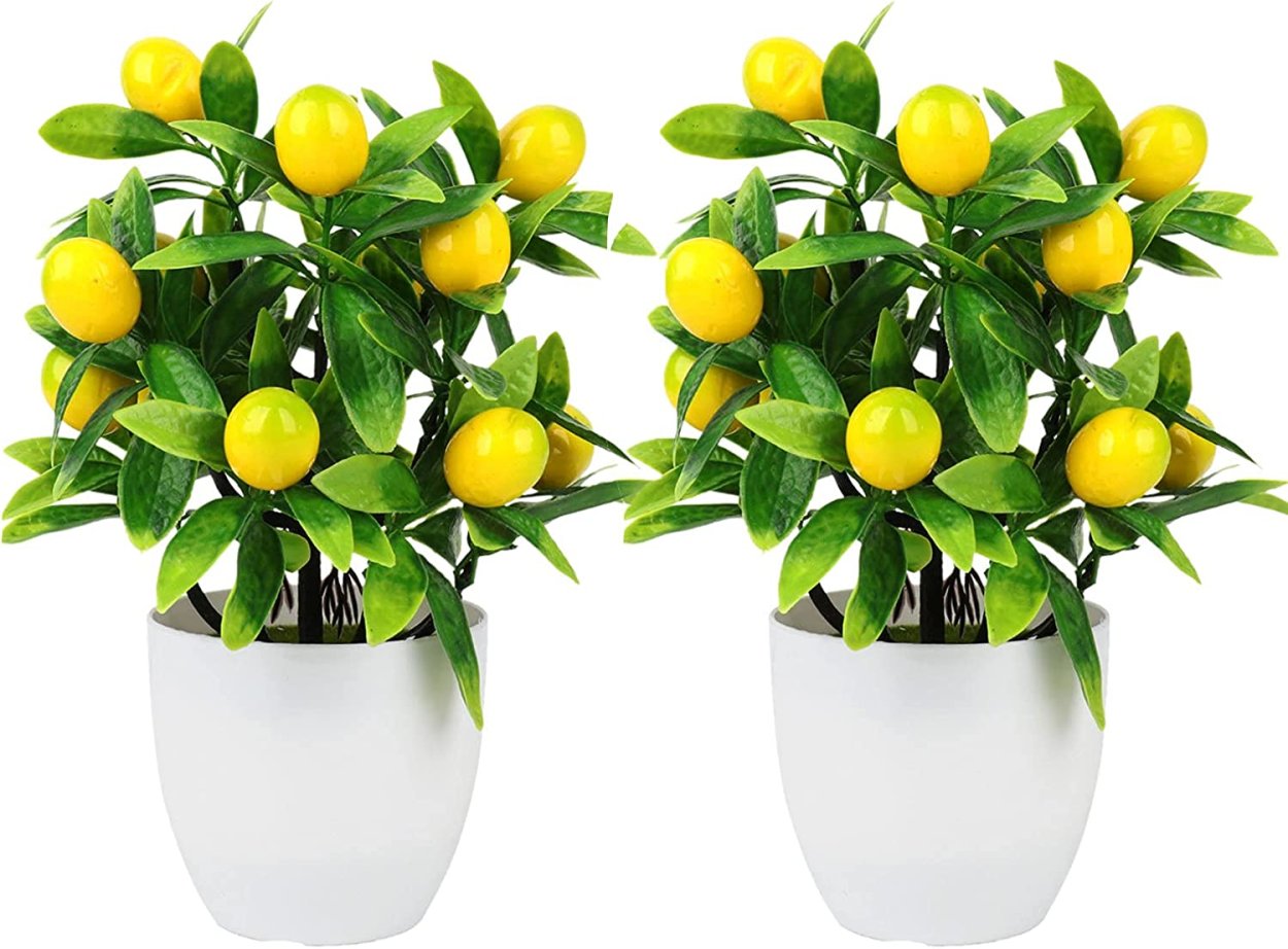 Фейхоа бонсай