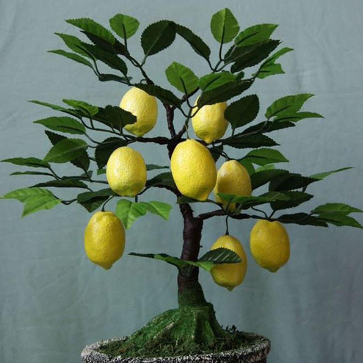 Дерево бонсай лимон