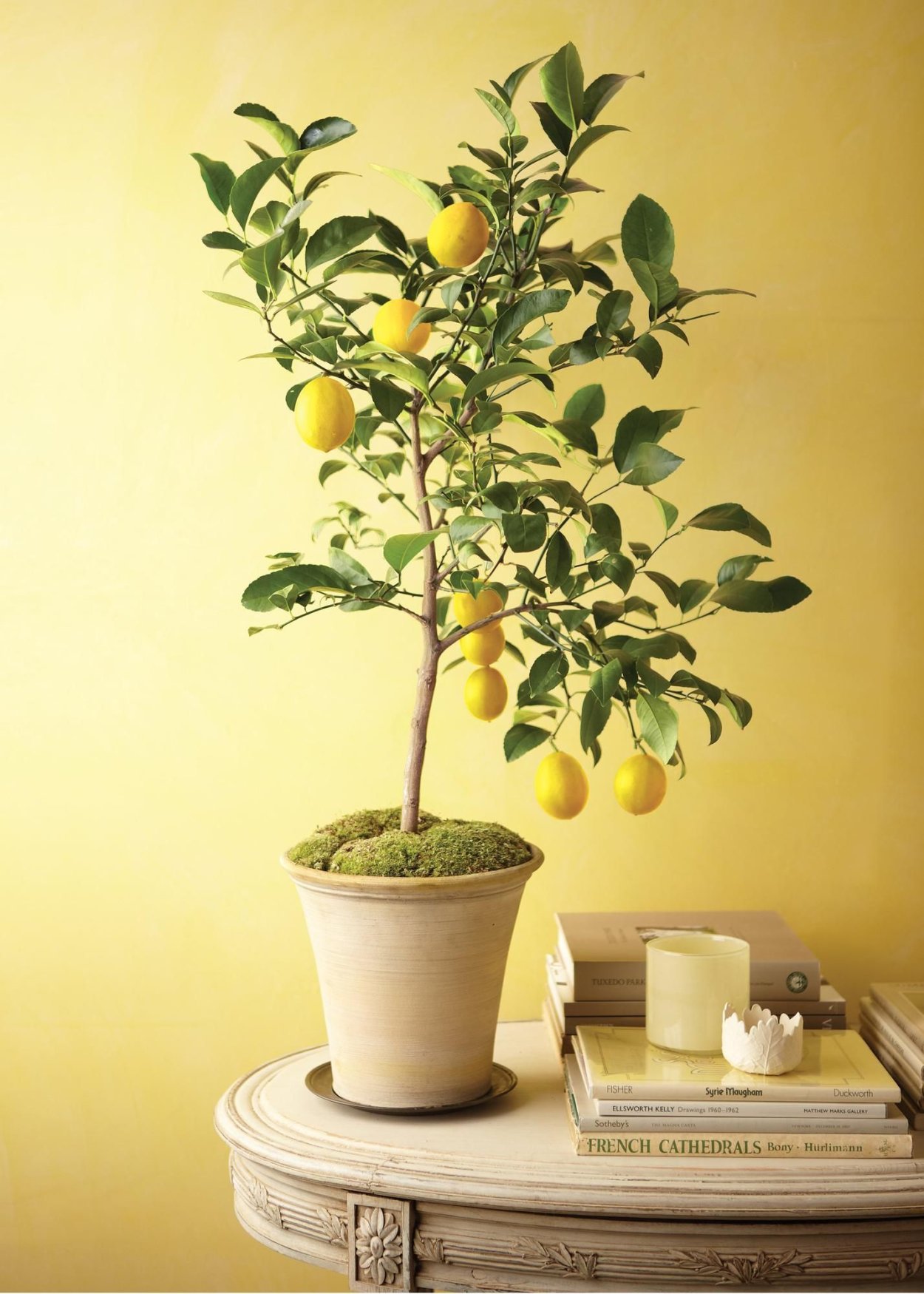 Lemon Tree (лимонное дерево)