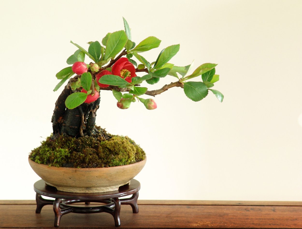 Премна растение бонсай