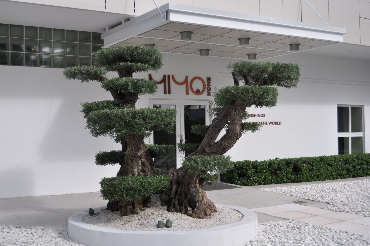 Айва японская бонсай