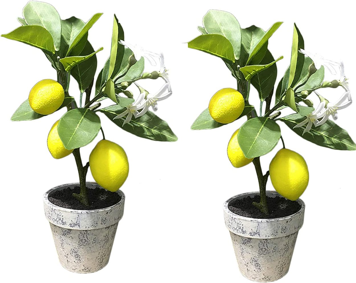 Бонсай дерево Оливия Еврейская