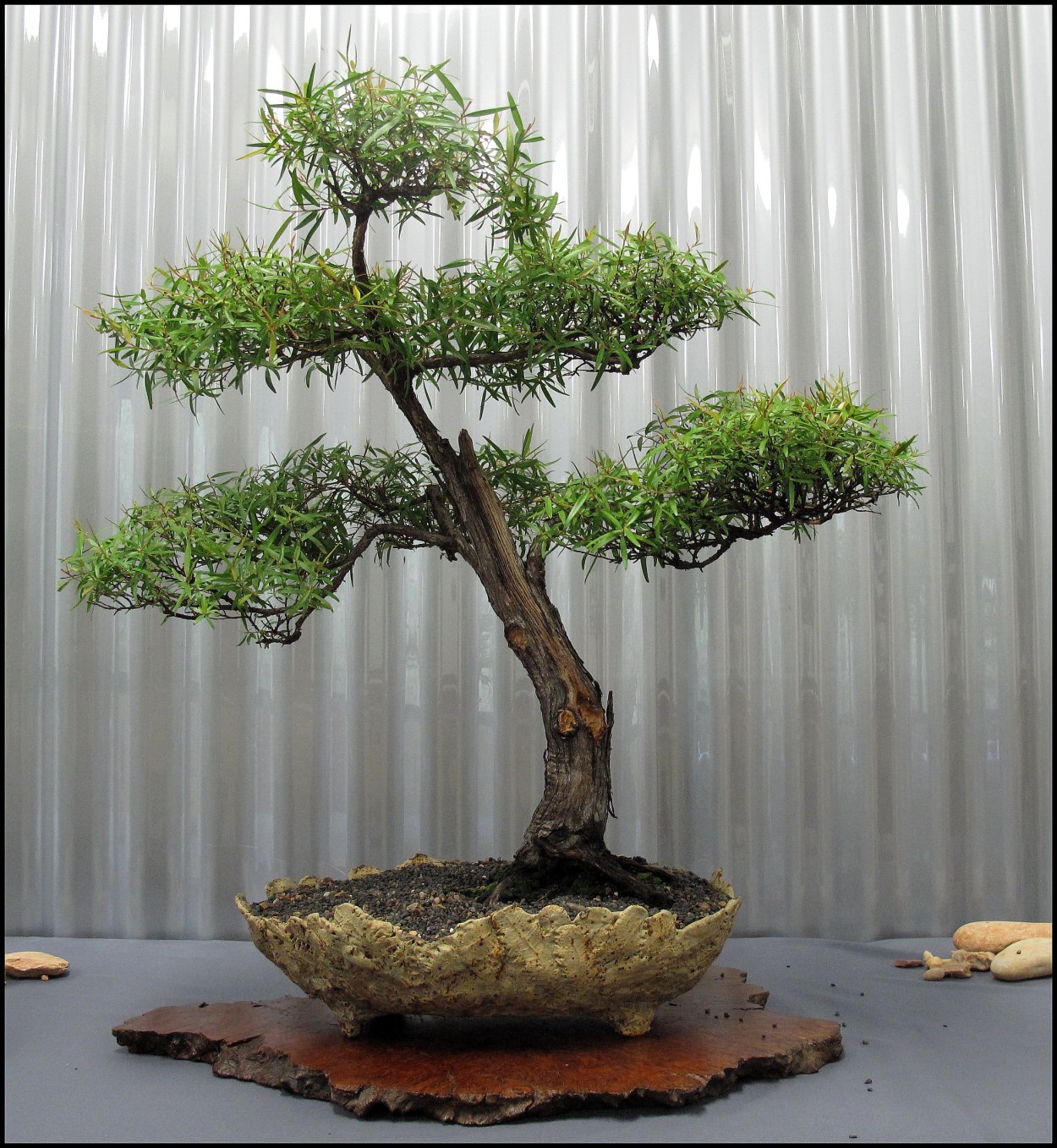 Бонсай дерево хурма