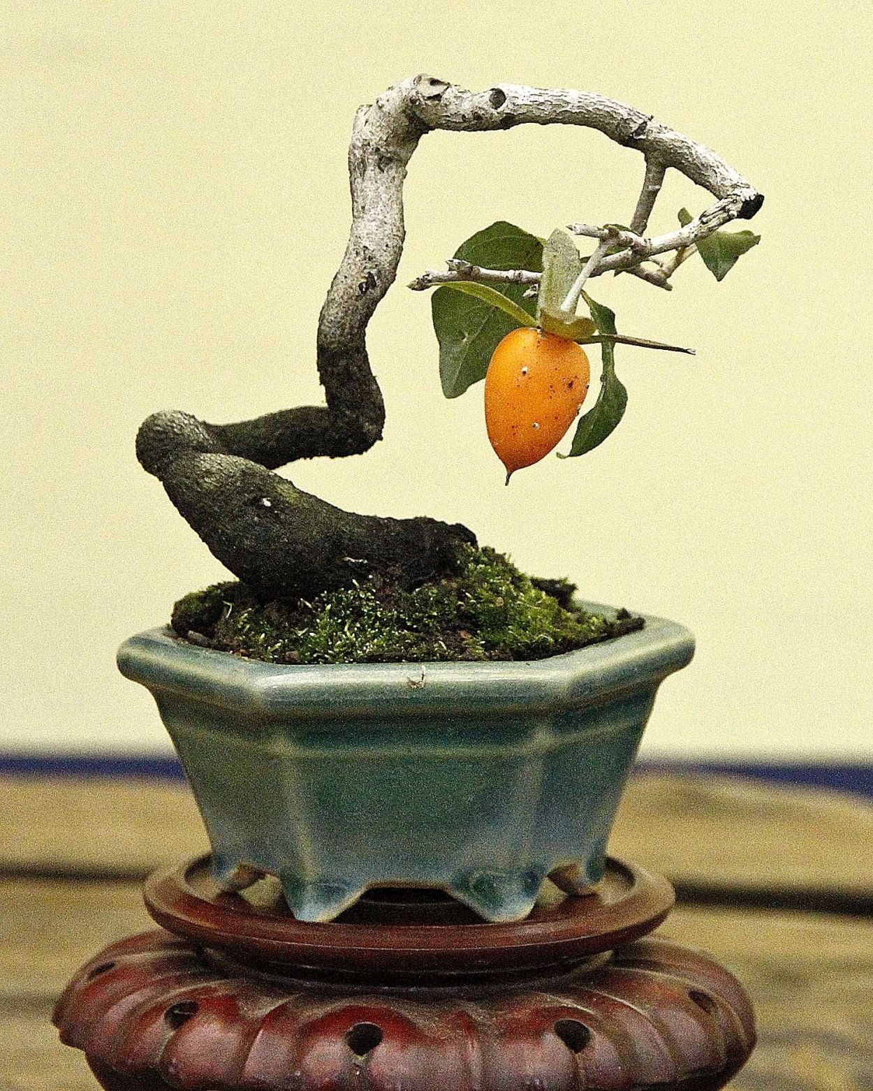 Лимонное дерево без Лимонов