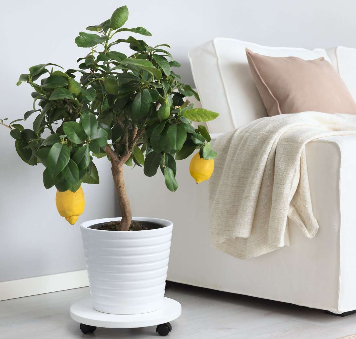 Бонсай скетч