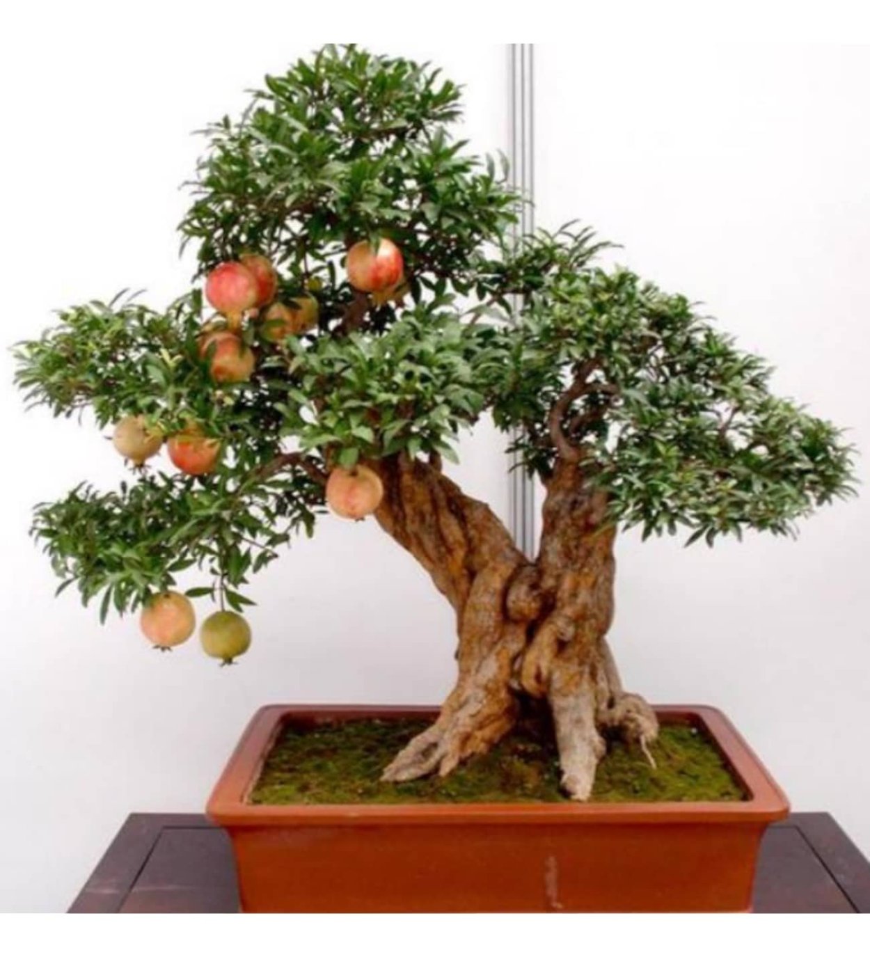 Бонсай Терн