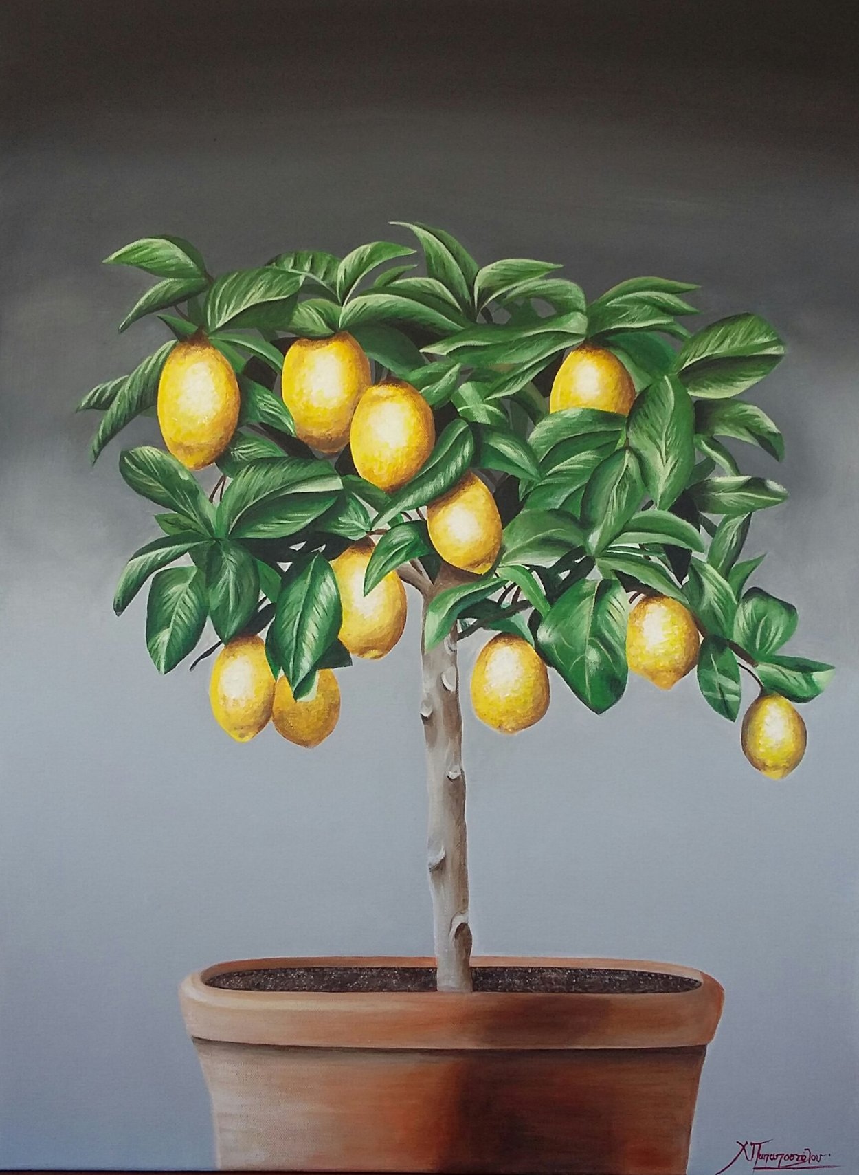 Лимон Сицилийский бонсай