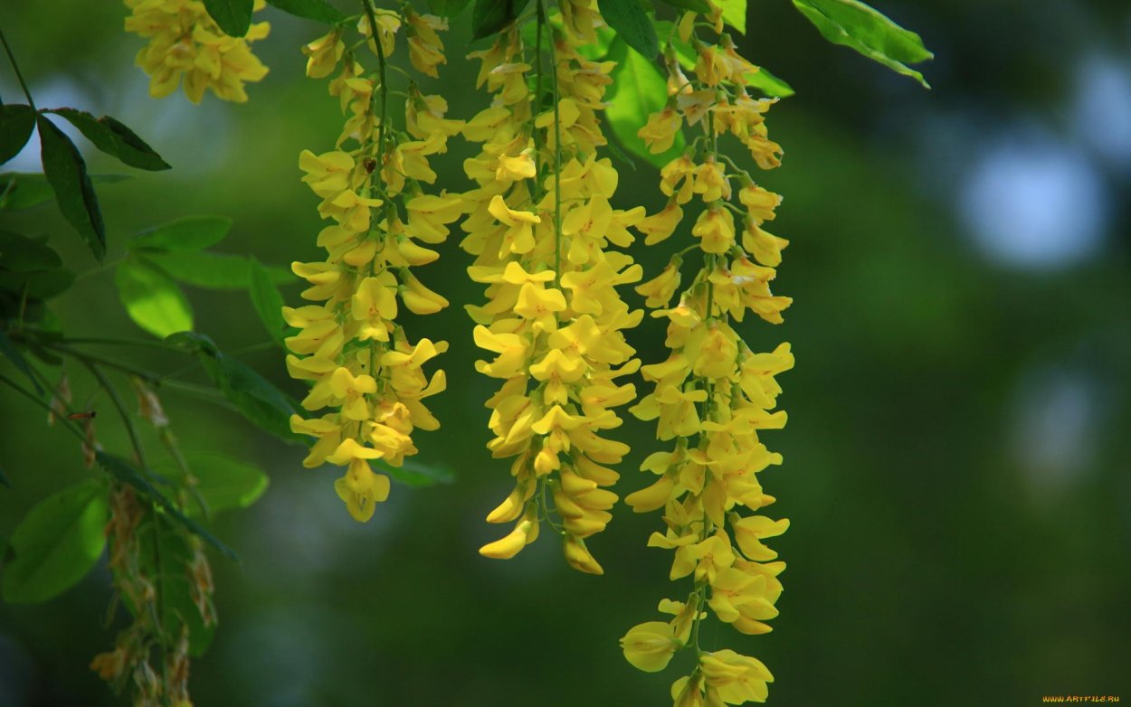 Карагана древовидная соцветие