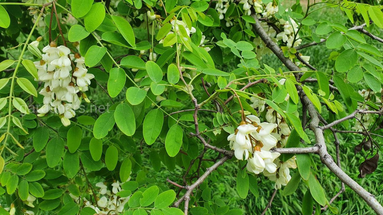 Белая Акация Робиния ядовитая