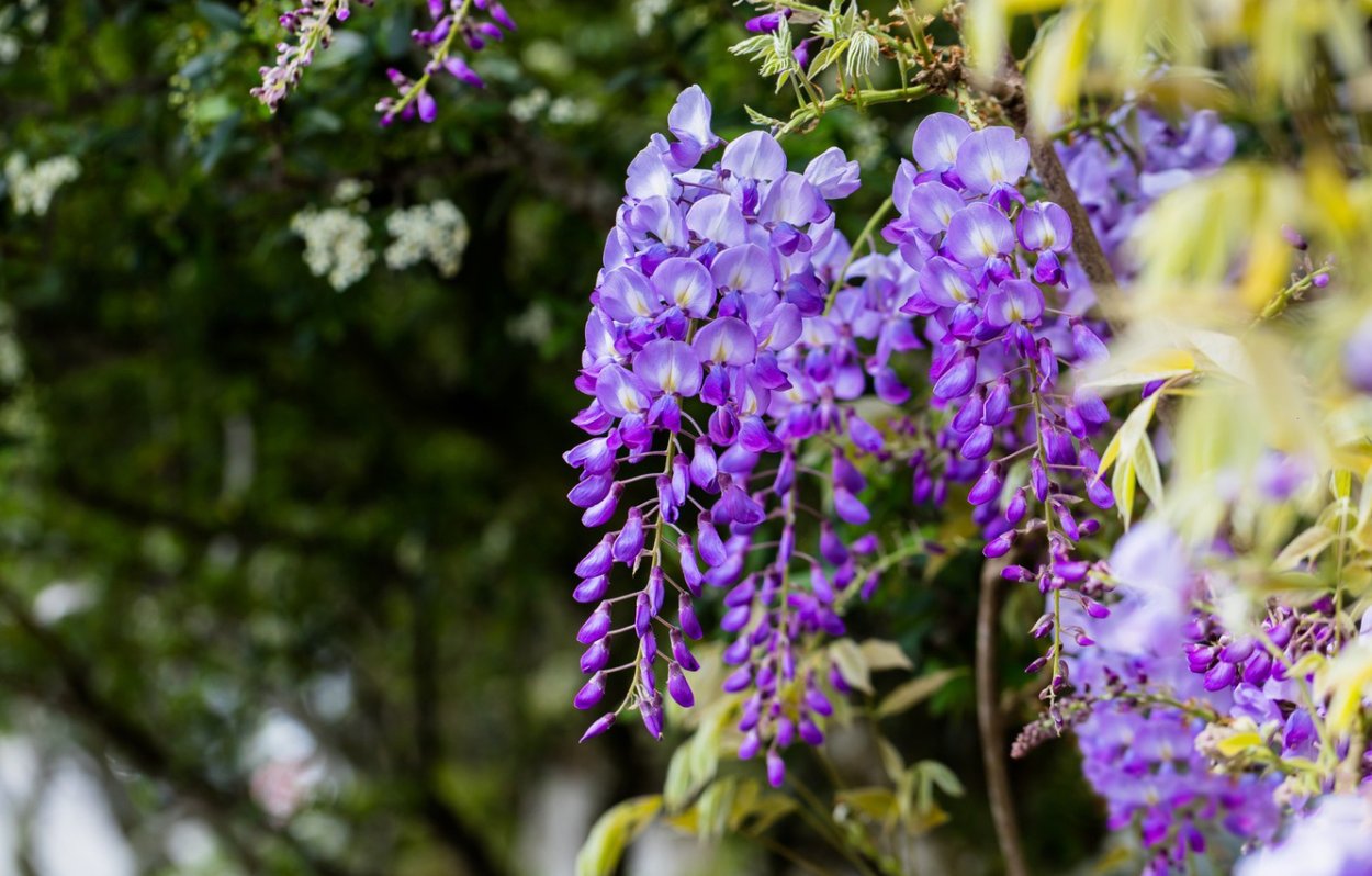 Глициния кустарниковая нивеа