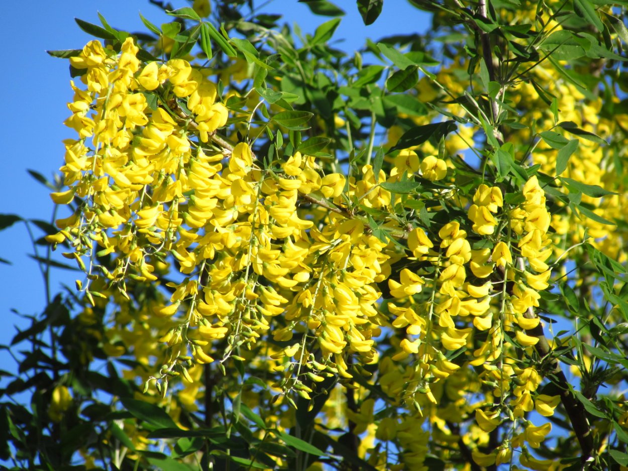 Акация Карагана