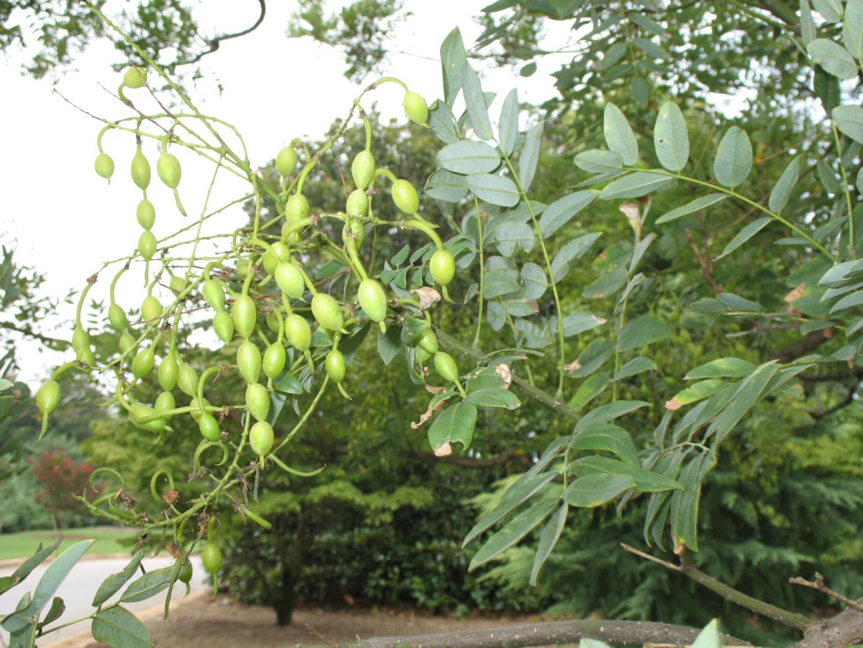 Софора японская Sophora japonica