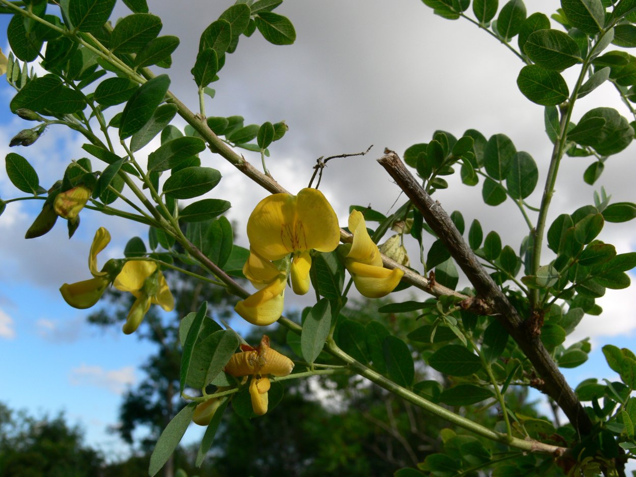 Карагана древовидная Caragana arborescens lam.