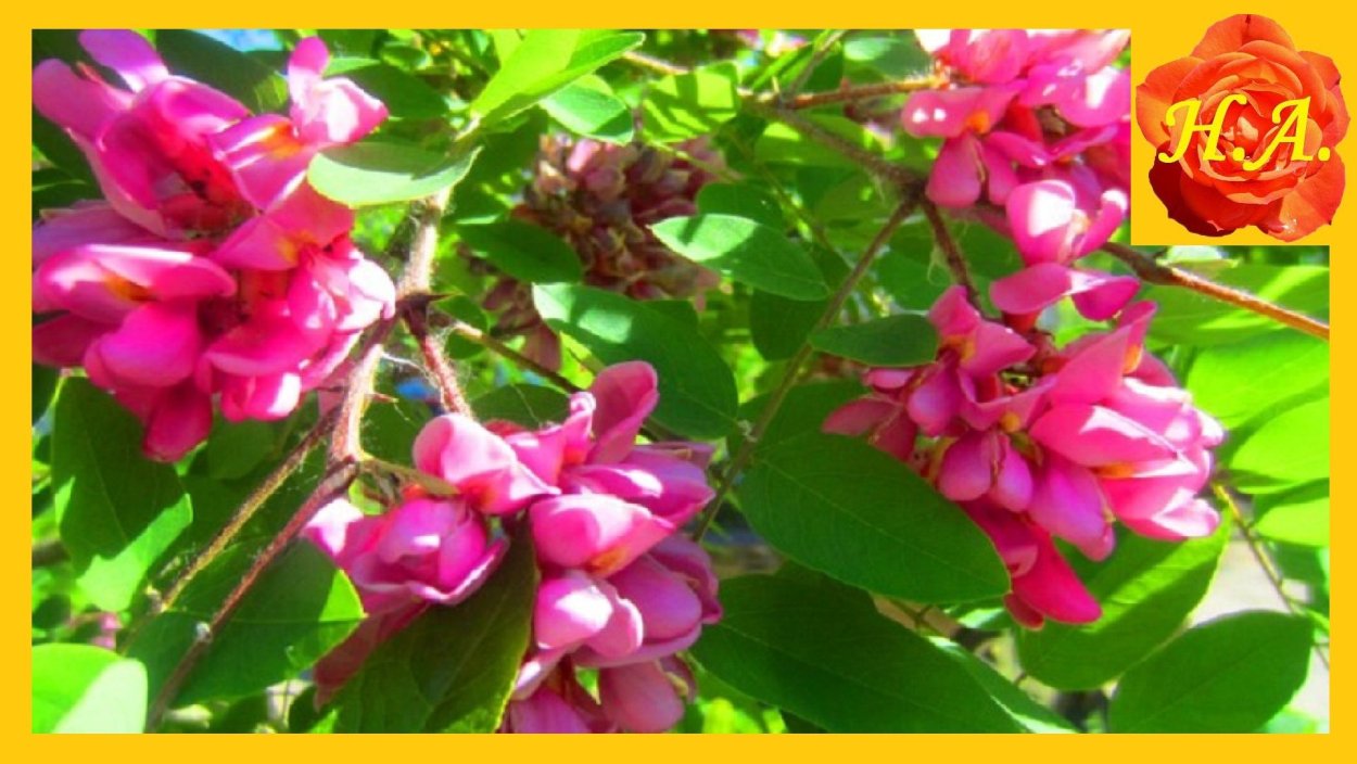 Розовое дерево семейства бобовых