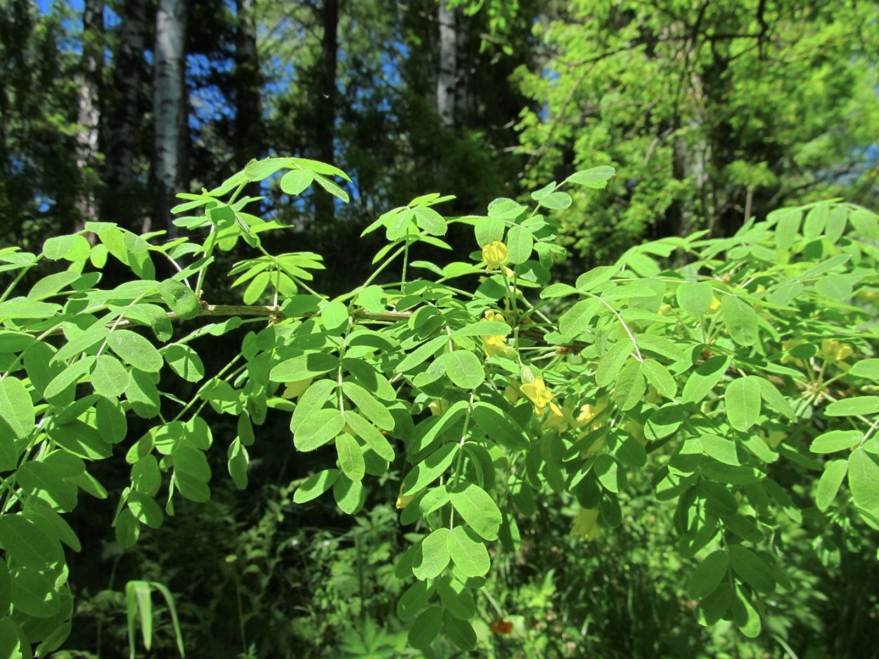 Гледичия обыкновенная (трехколючковая)