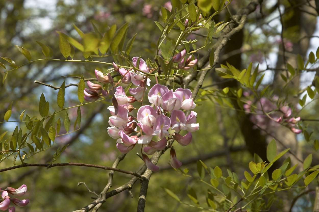 Робиния новомексиканская