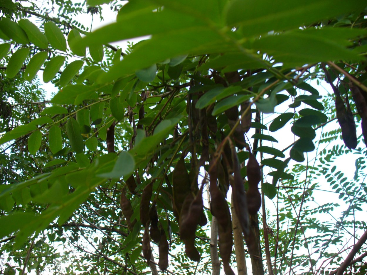 Акация дерево плоды