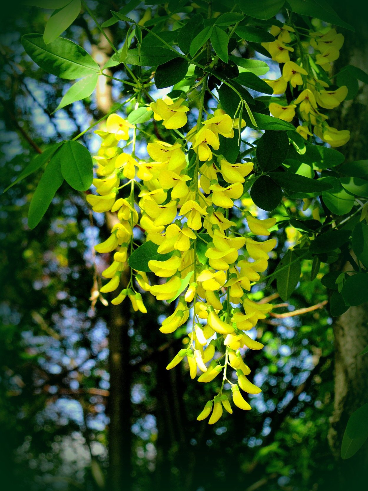 Цветущая Акация