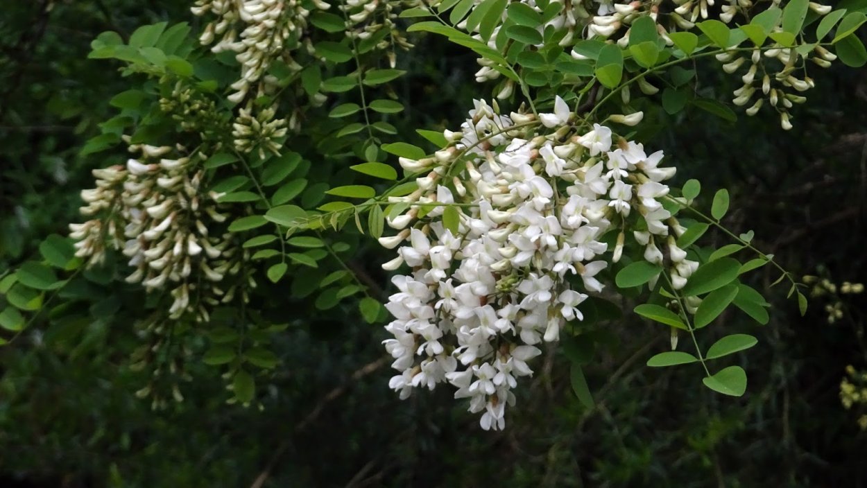 Цветущая желтая Акация