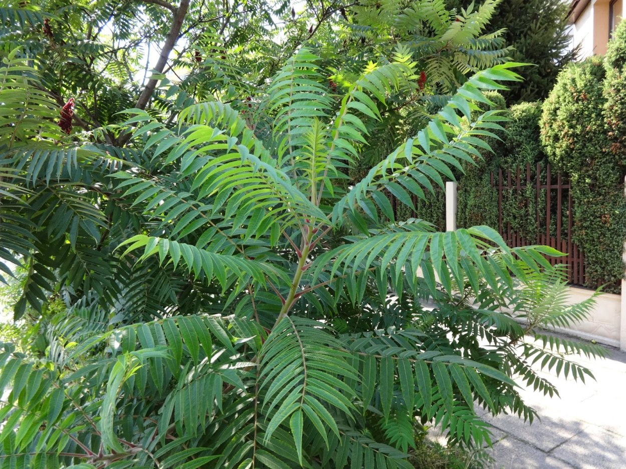 Ясень маньчжурский - Fraxinus mandshurica Rupr.