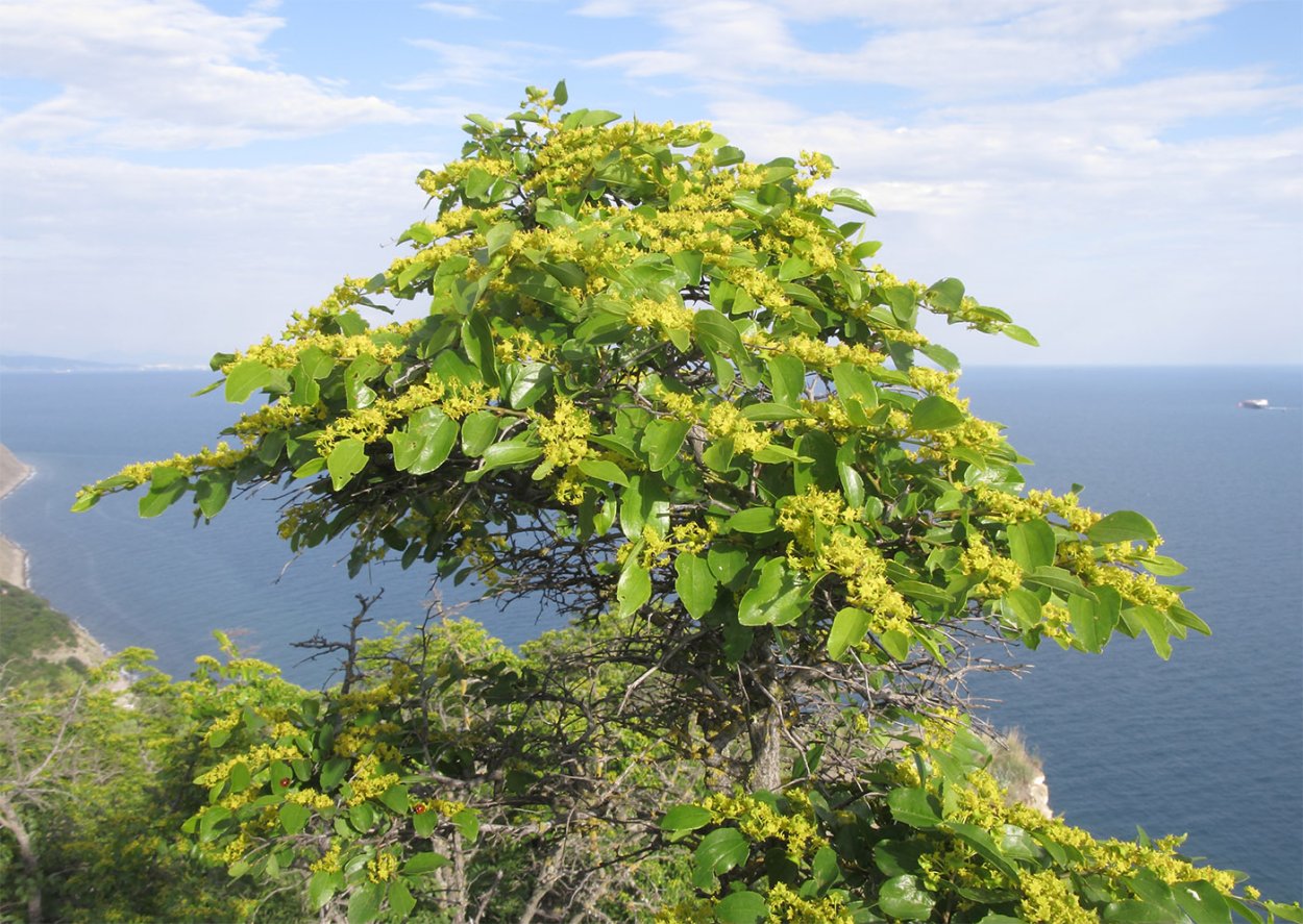 Орех маньчжурский (Juglans nigra l.)
