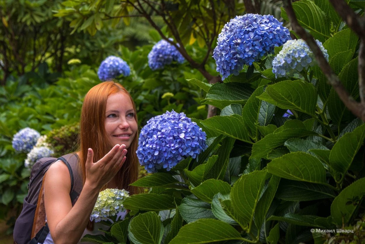 Гортензия метельчатая Dolly