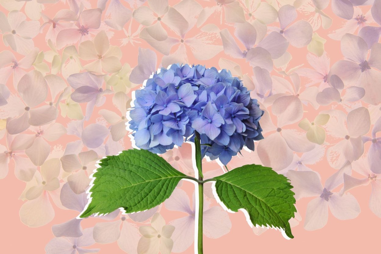 Гортензия сердечком