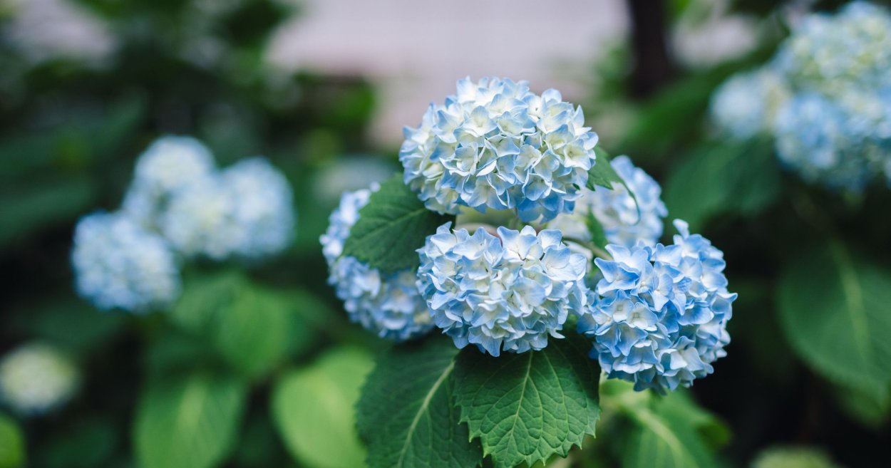 Гортензия аниме