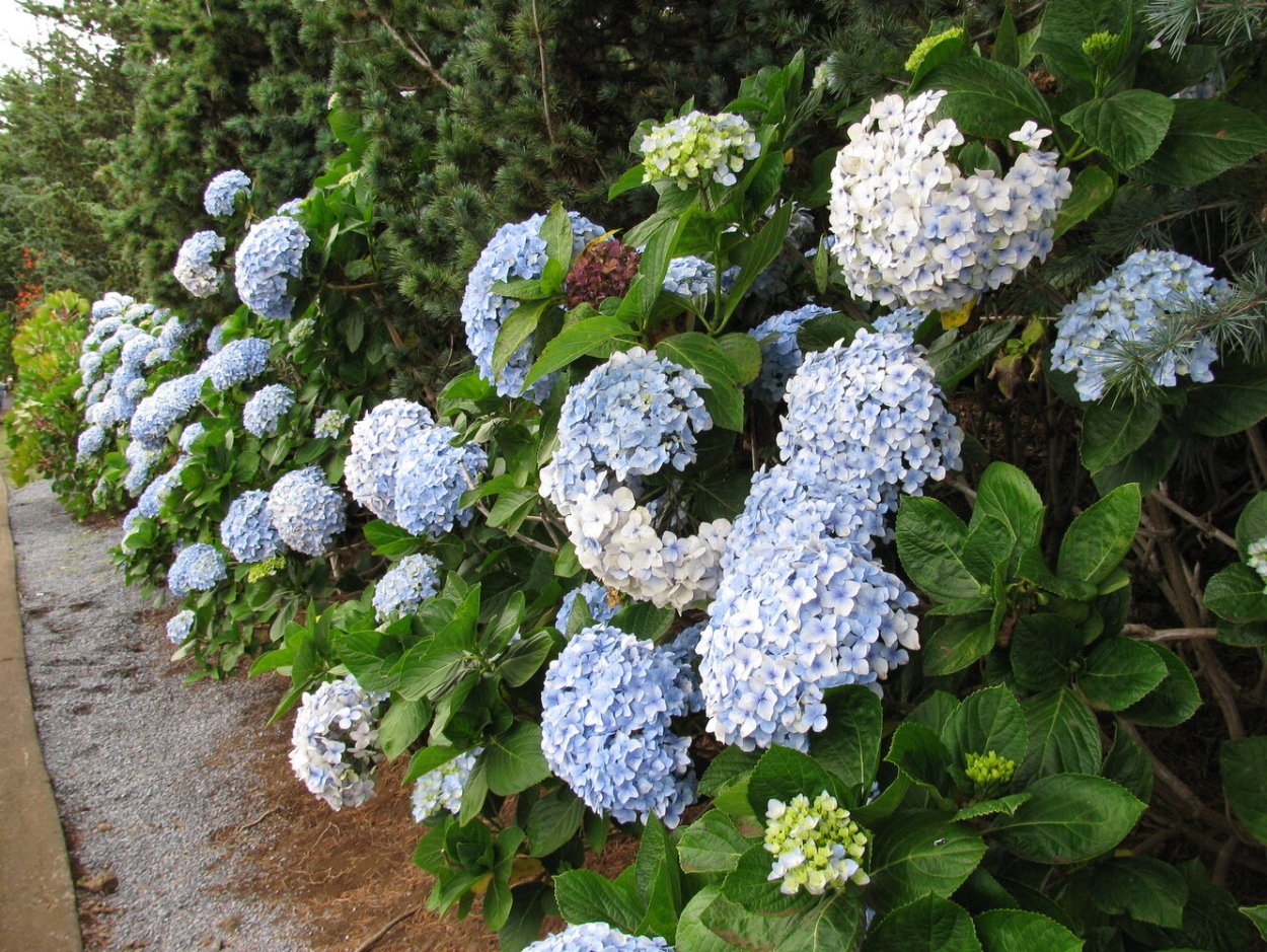 Саженцы гортензии в Ульяновске