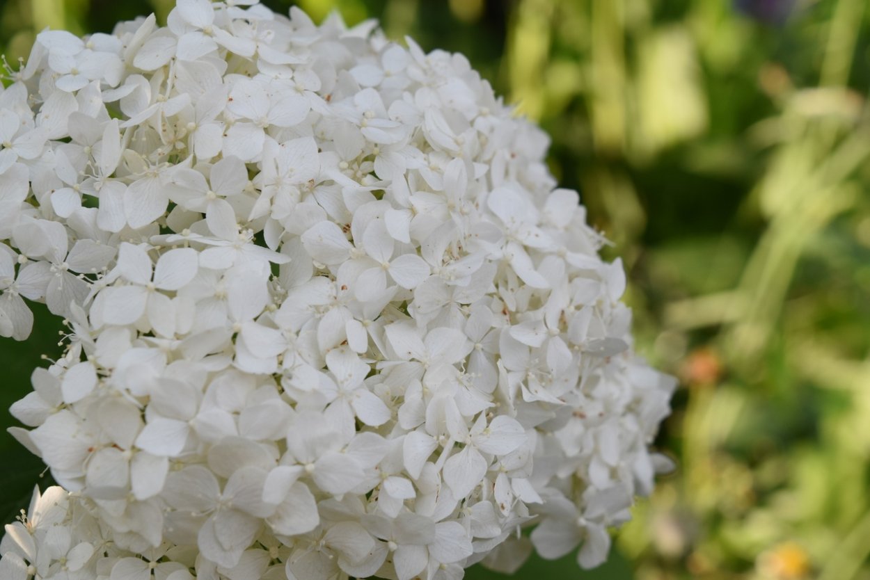 Гортензия Сабрина крупнолистная