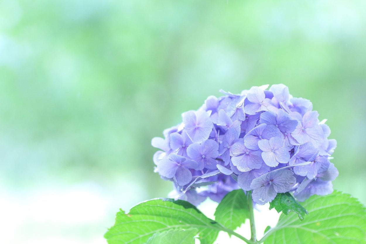 Гортензия метельчатая Skyfall