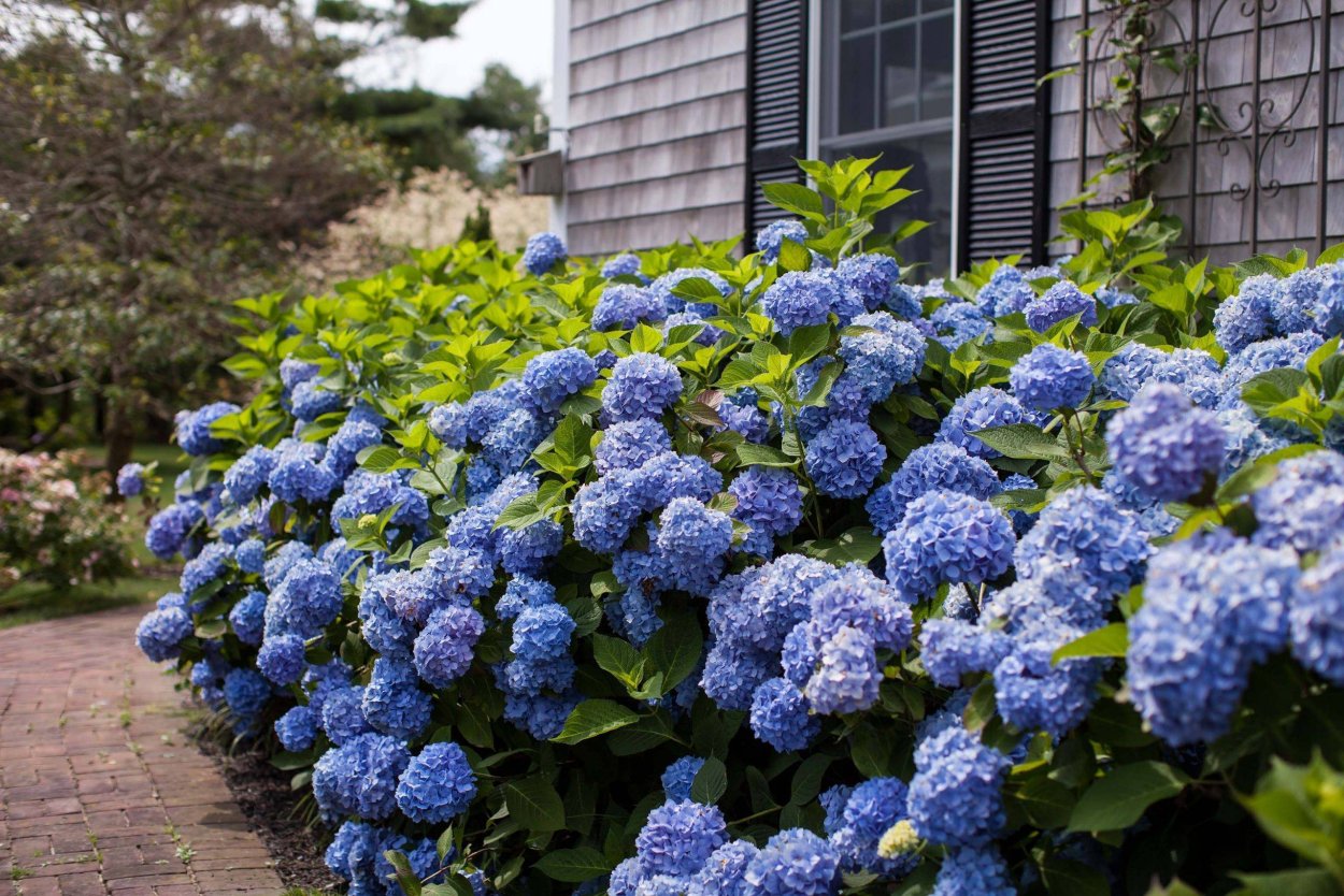 Гортензия уход