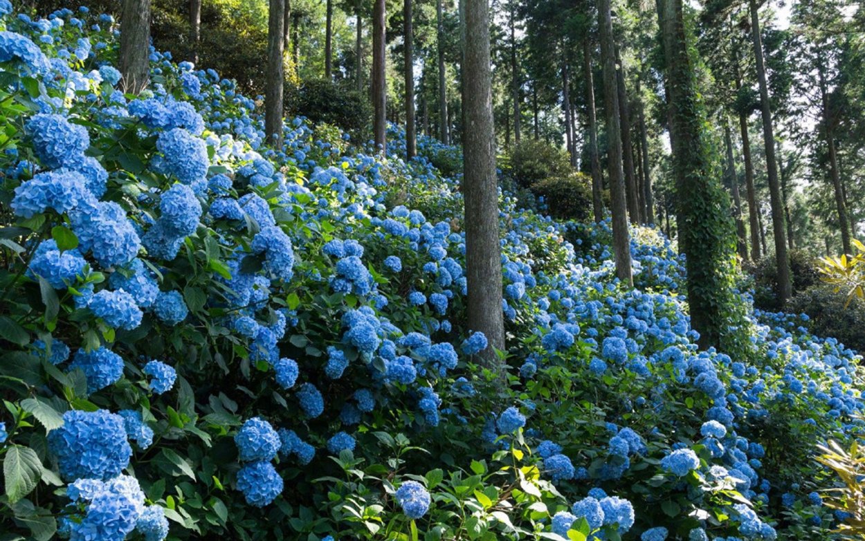 Гортензия Schneeball