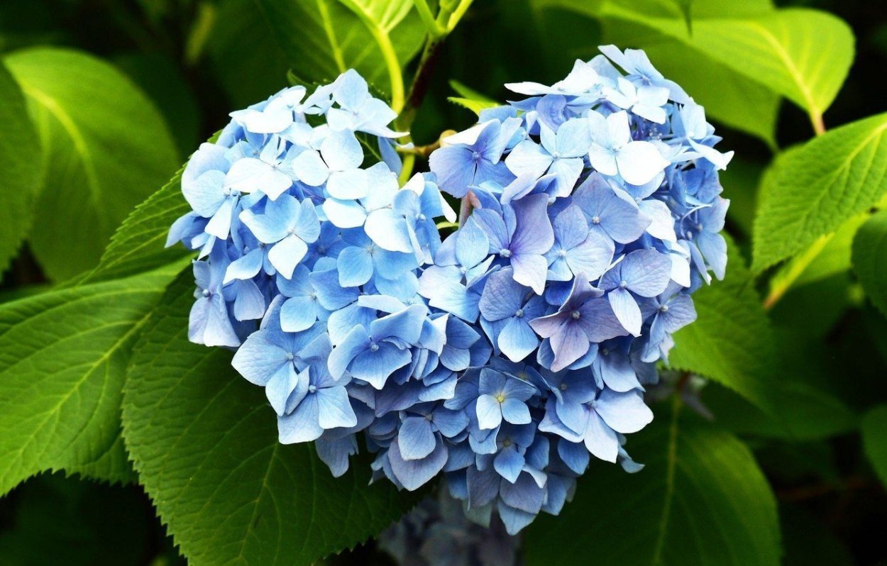 Гортензия шаровидная Мартина